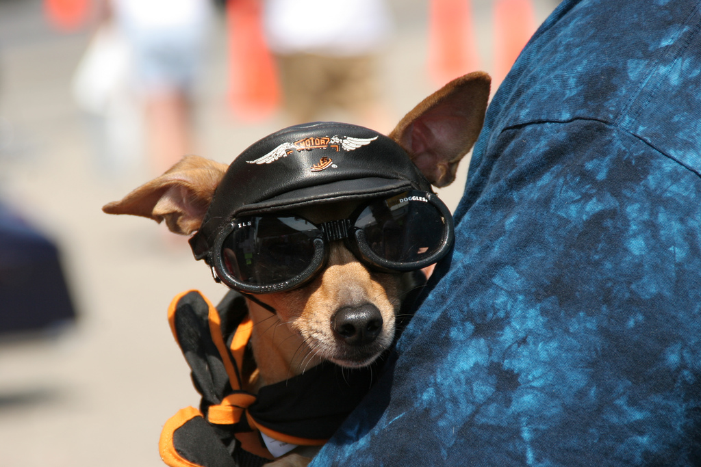 No matter their size, all dogs deserve biking time