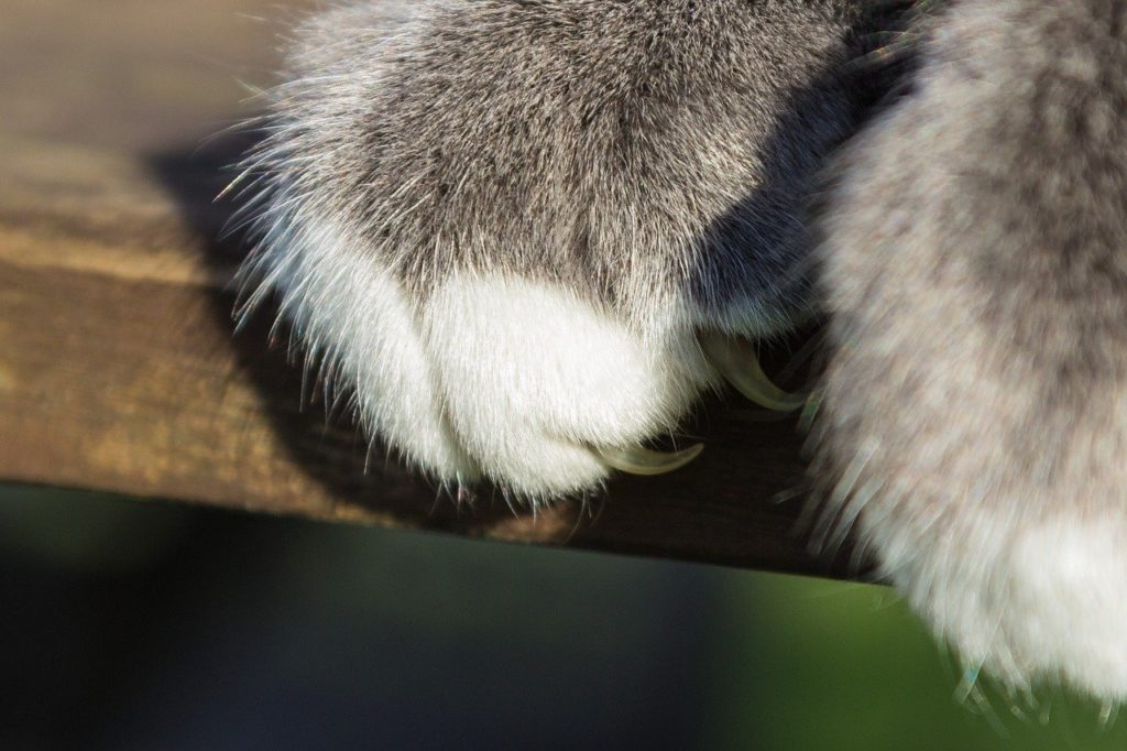The white part of a cat's nails are what you want to trim