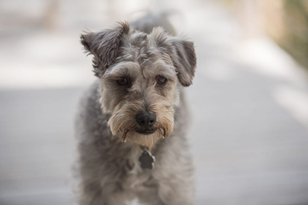 Pumi dogs have intelligent faces