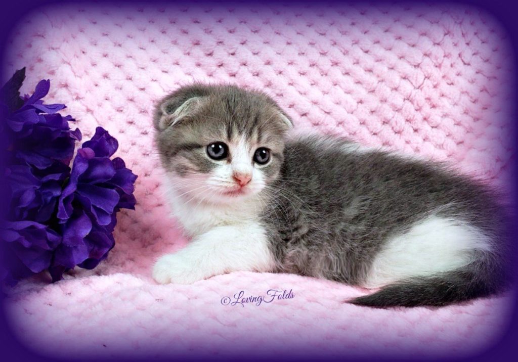 Scottish Fold Munchkin Kitten