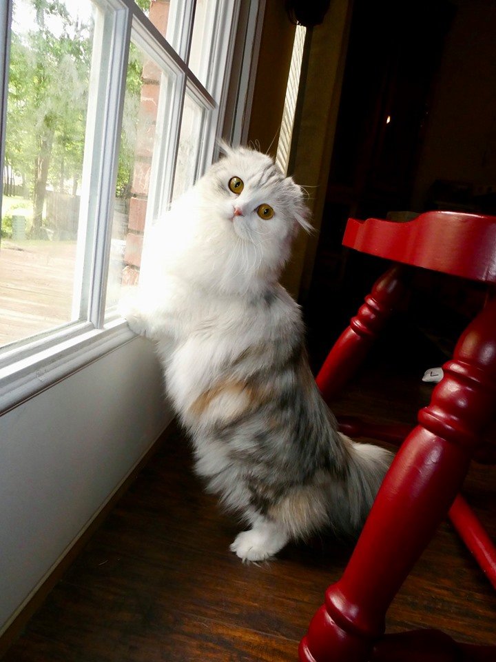 Scottish Folds USA Kitten