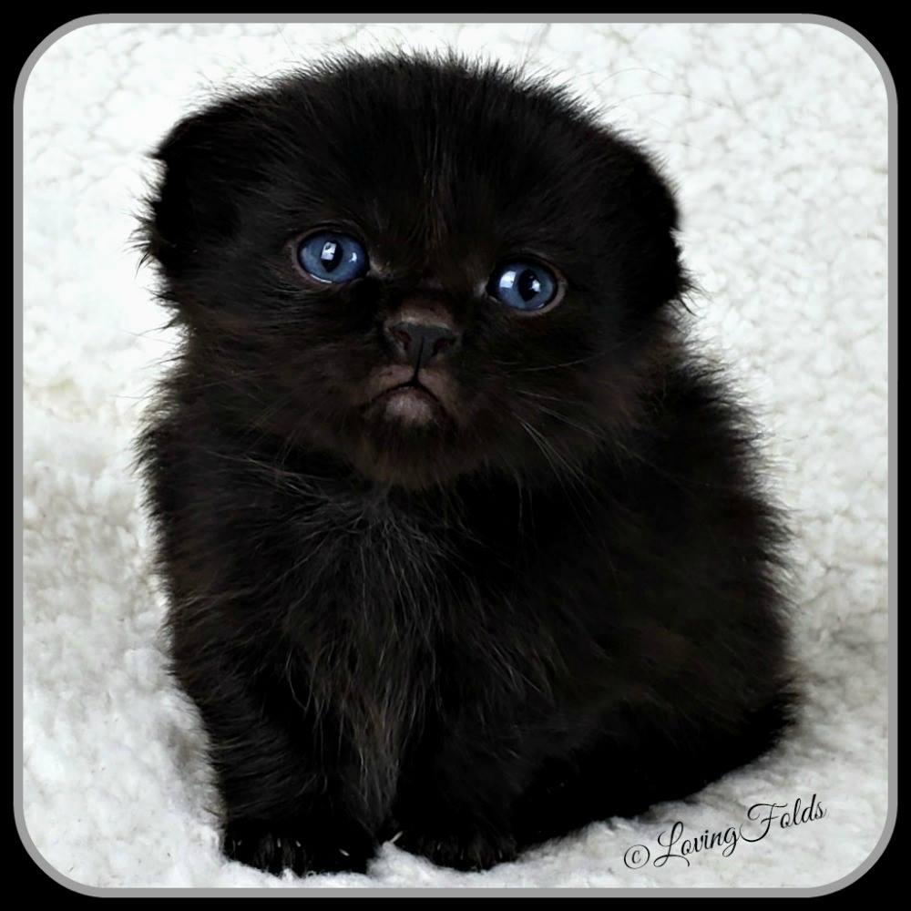 Scottish Folds Munchkin Kitten