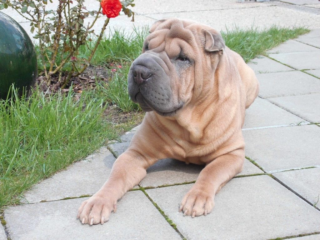 Don't forget, Shar-Peis are considered a brachycephalic breed