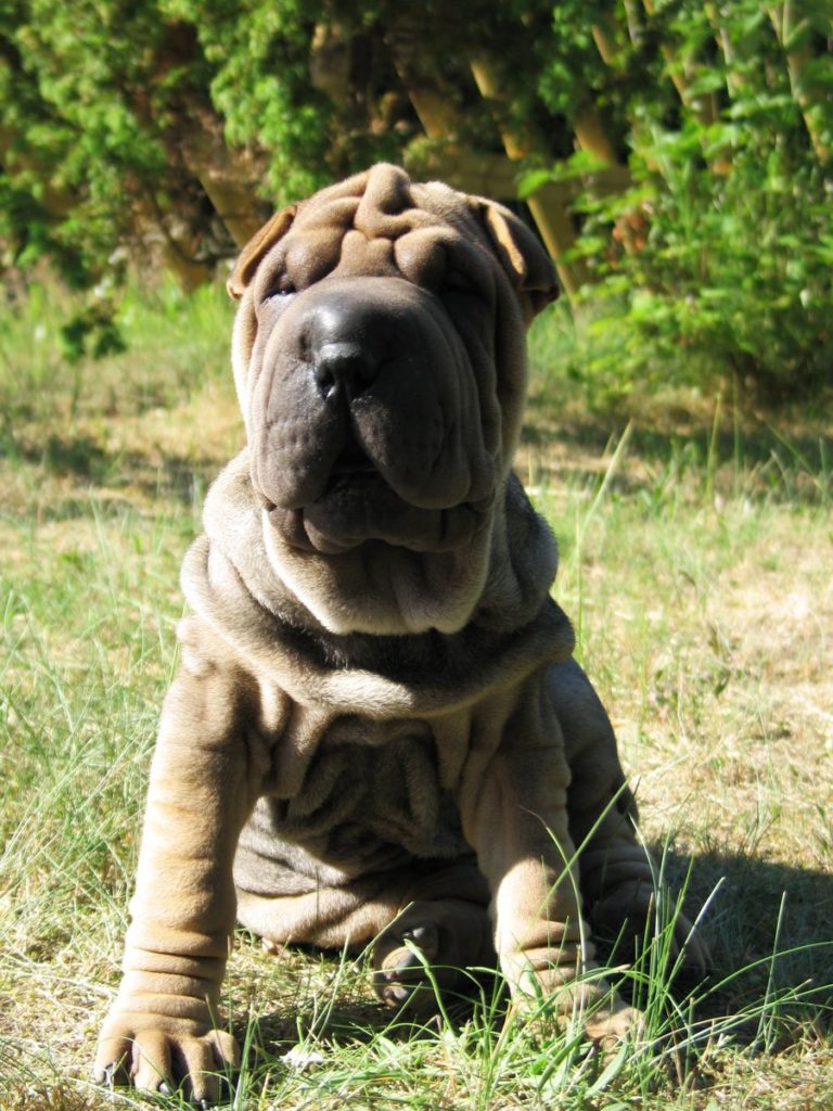 Shar-Peis look sweet, but they're also stubborn and can get aggressive