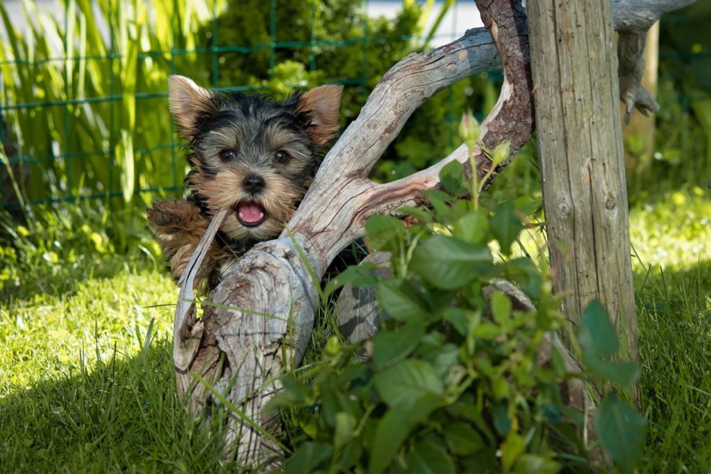 Puppies are cute, but screen your breeders carefully for red flags