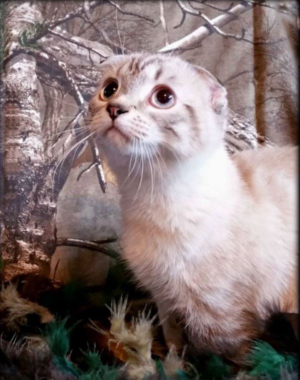 Facebook - Scottish Folds USA