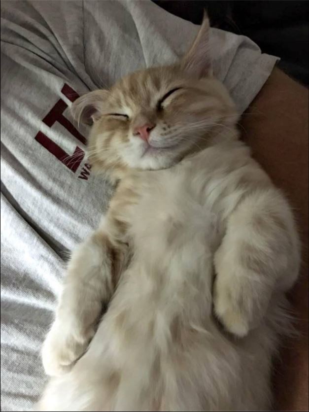 Facebook - Scottish Folds USA