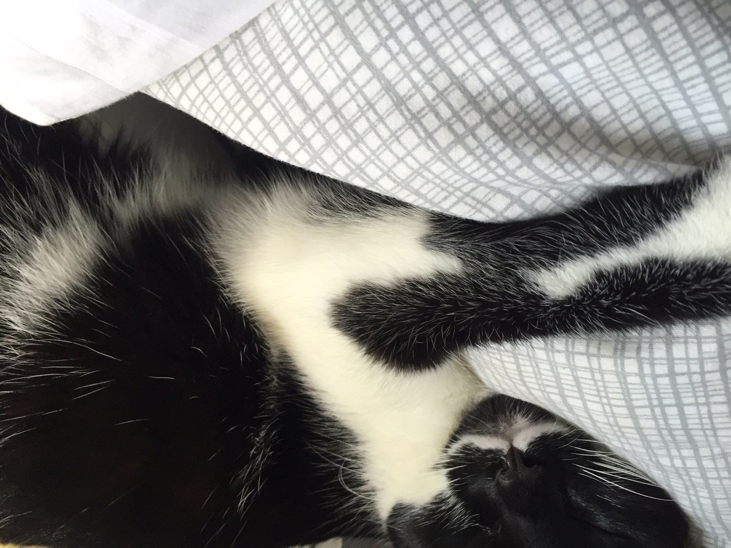 Kalisi stealing my bed for her own purposes