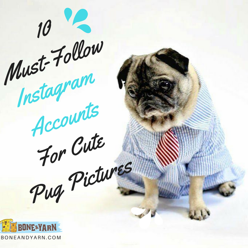 Cute Pug Pictures On Must Follow Instagram Accounts