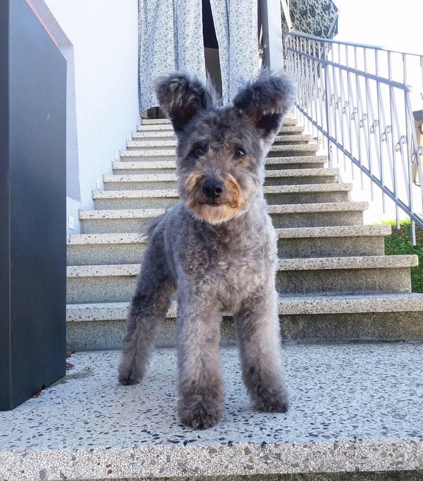 pumi dog puppy