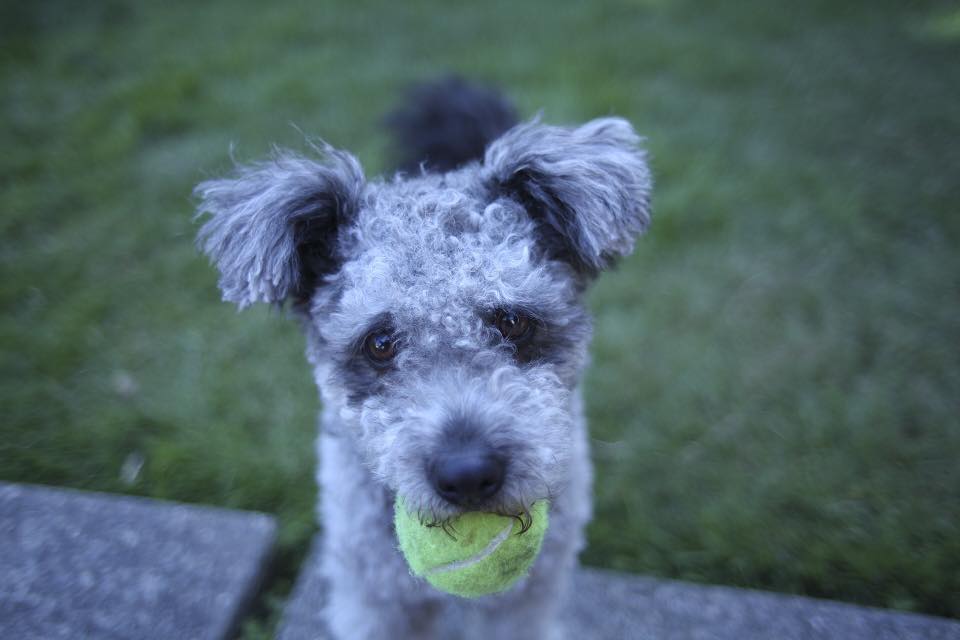 miniature pumi dog