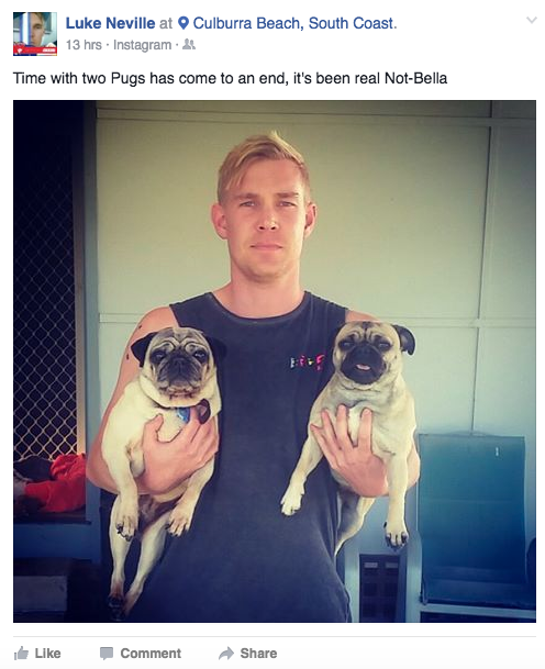 lost-pug-4