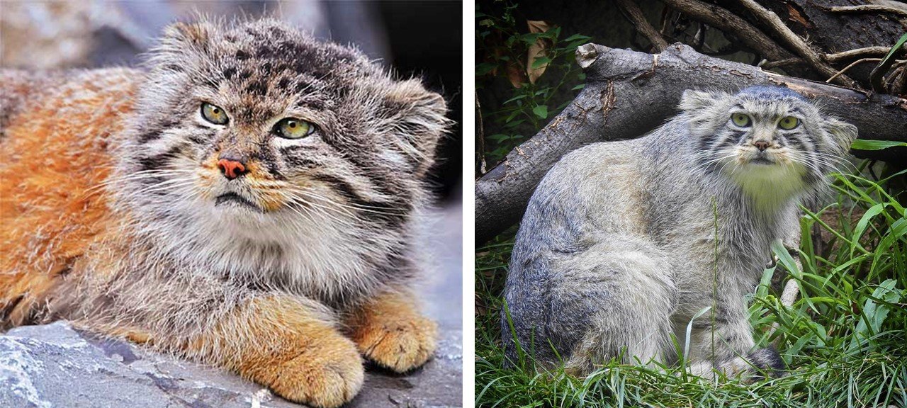 Pallas Cats with red and grey colors
