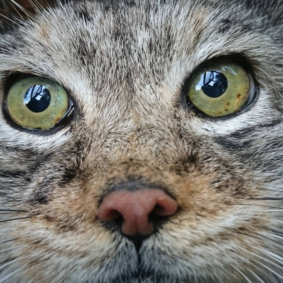 Pallas Cat's Eyes