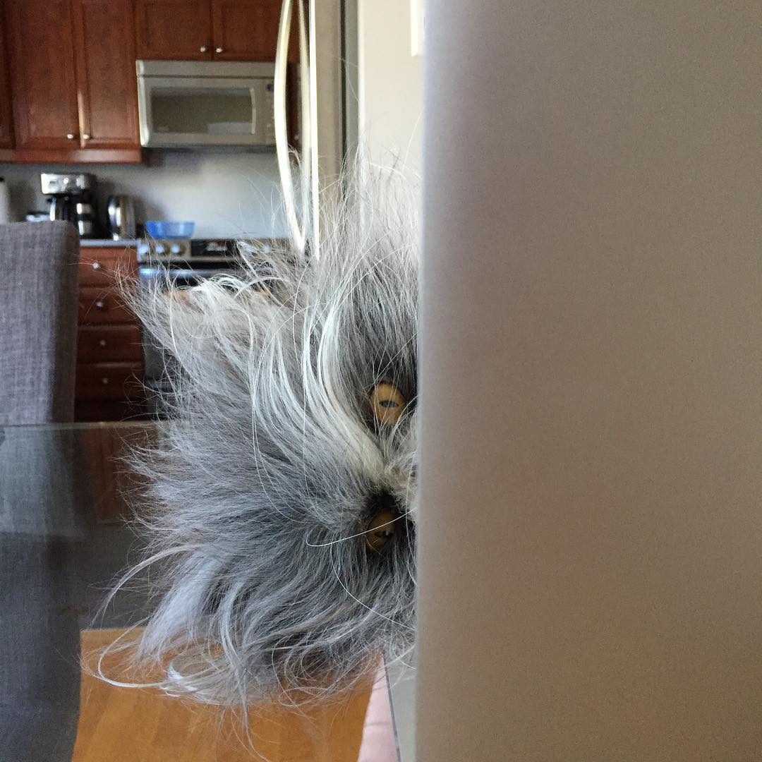 Atchoum sticking his head around the wall