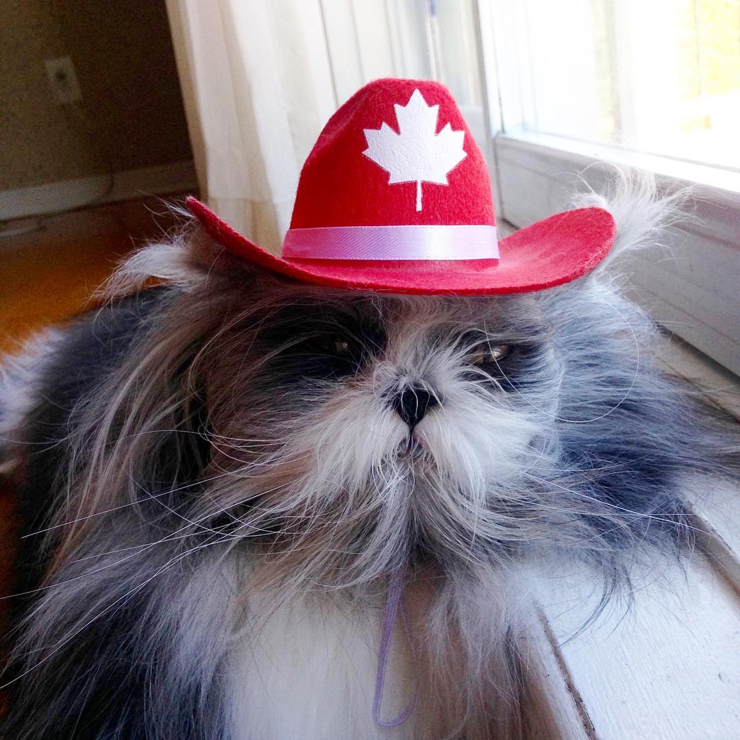 Atchoum in a Canadian maple leaf ranger hat