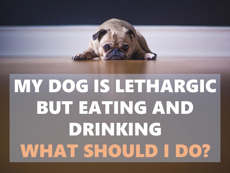 dog lethargic but eating and drinking