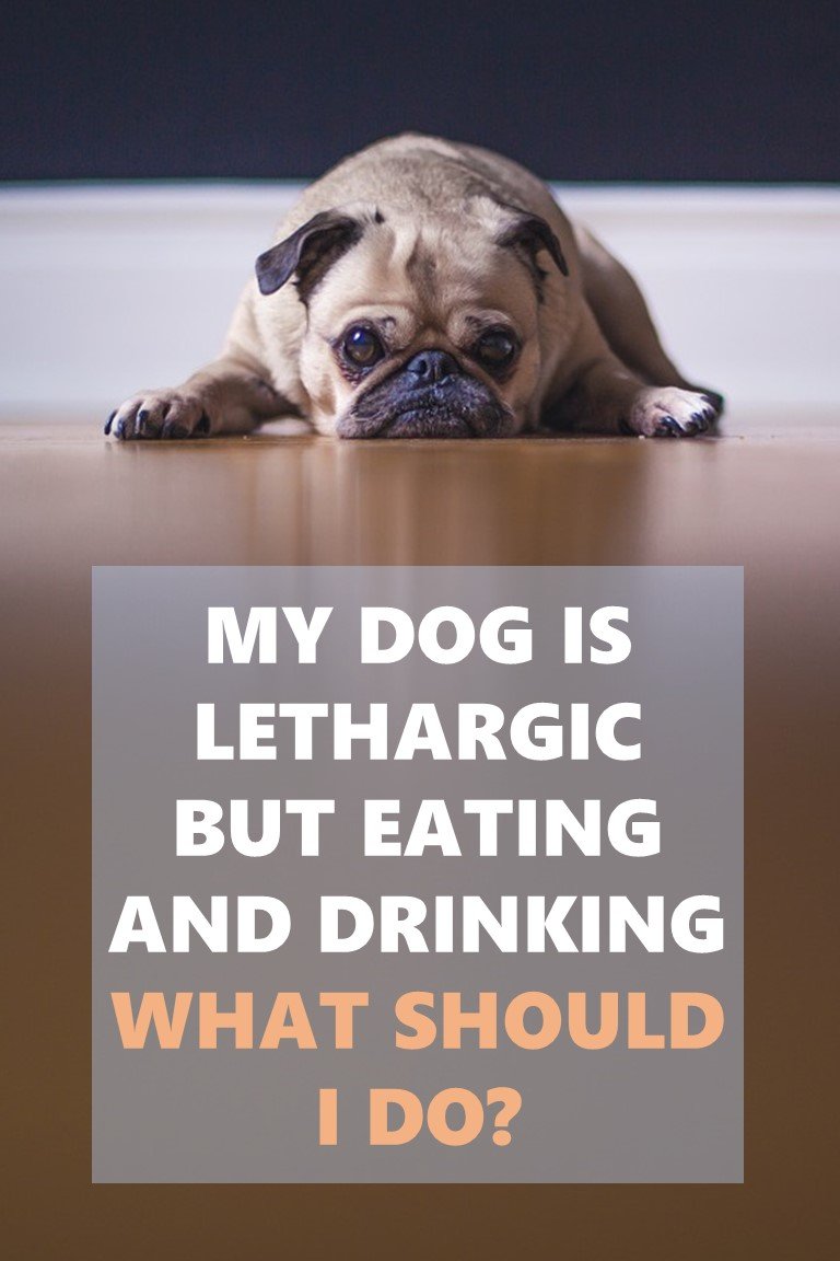 dog lethargic but eating and drinking