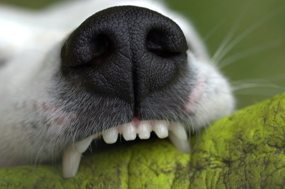 Regular brushing with dog toothpaste ensures proper dog dental health