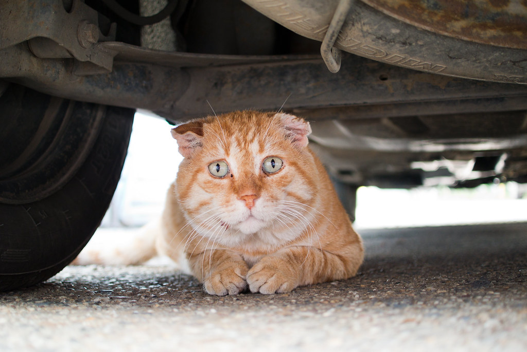 Cat hiding under a car