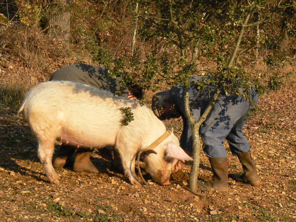 truffle hunting pig