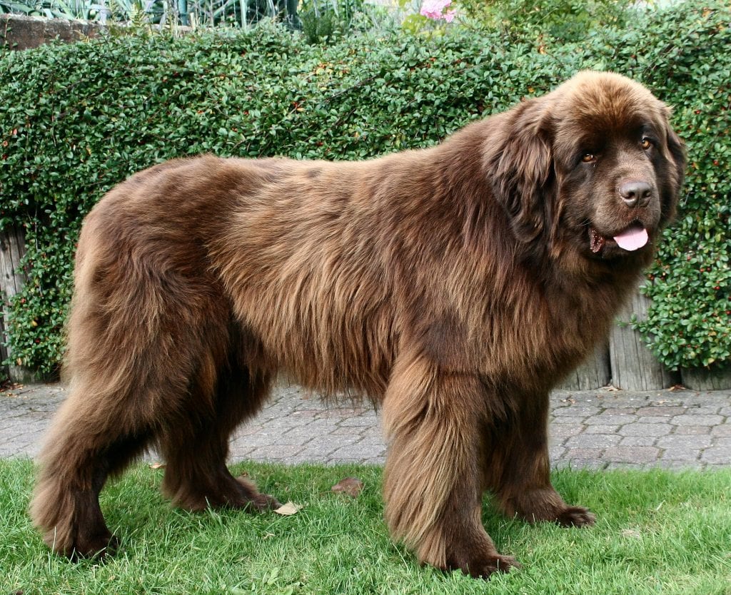 Best dog breeds for kids: Newfoundland