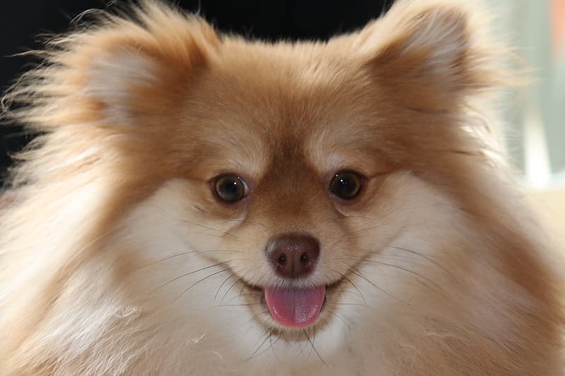Best Small Dogs - Pomeranian Puppy
