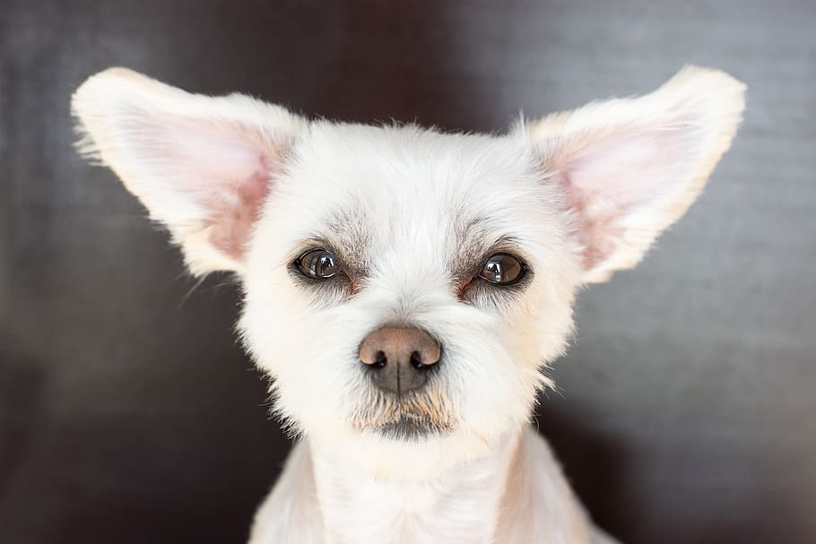 How to clean your dog's ears