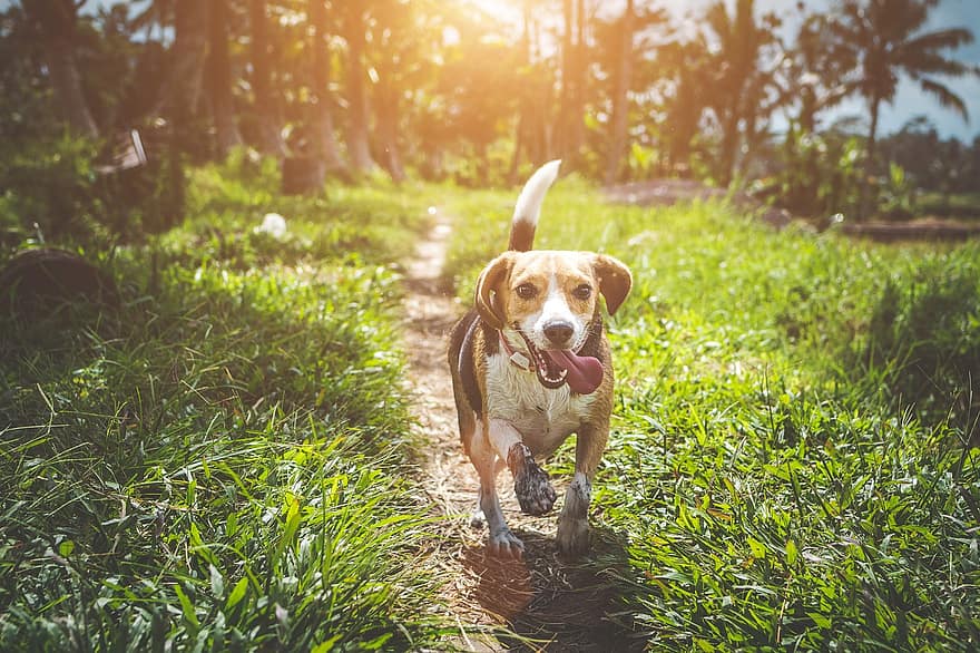 Best Shock Collars for Dogs