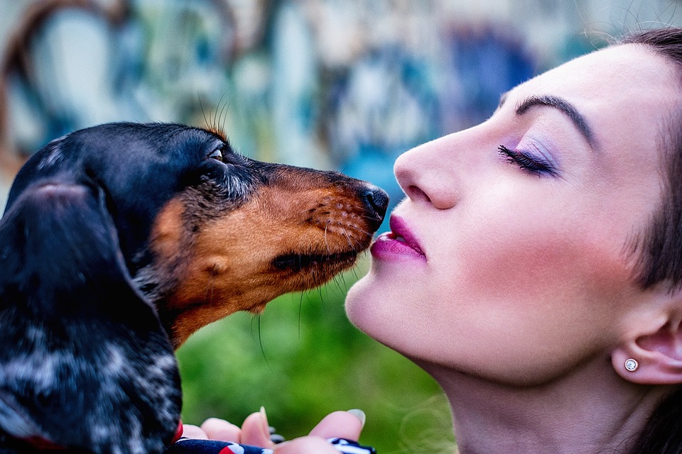 Dachshund temperment