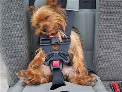 Best Small Dog Car Seat Mobilibianco It - Best Car Seat For Small Puppy