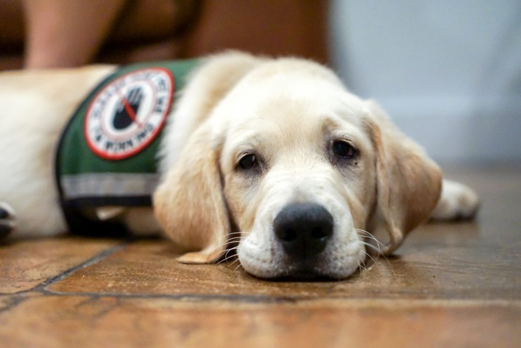 How to get a service dog