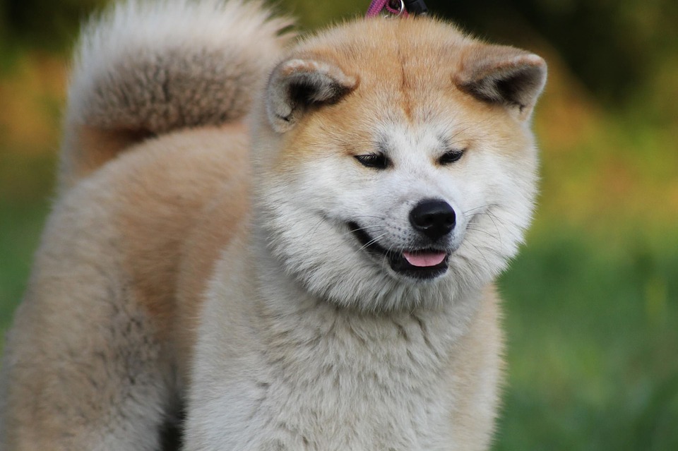 Best guard dog breeds: Akita