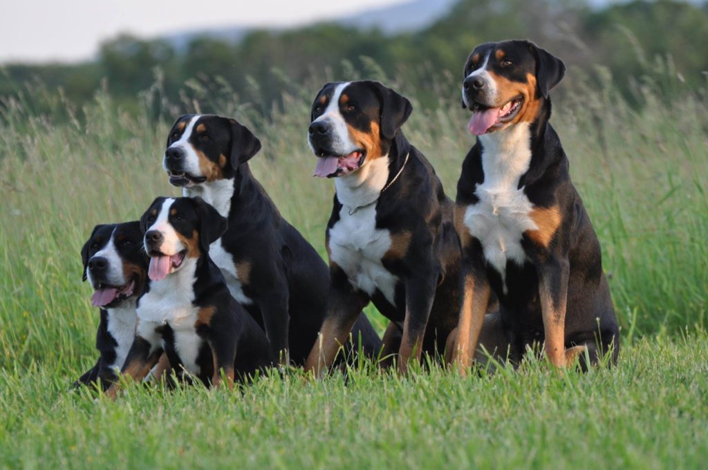 best giant dog breeds - Greater Swiss Mountain Dog