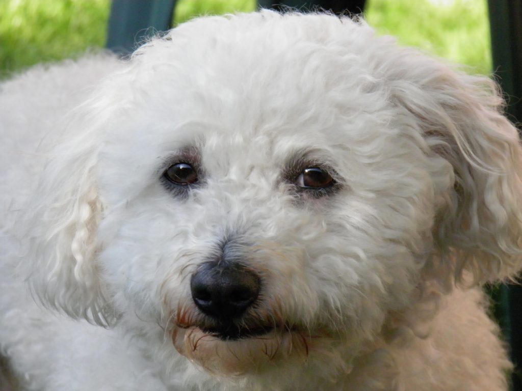 best tiny dog breeds - Bolognese