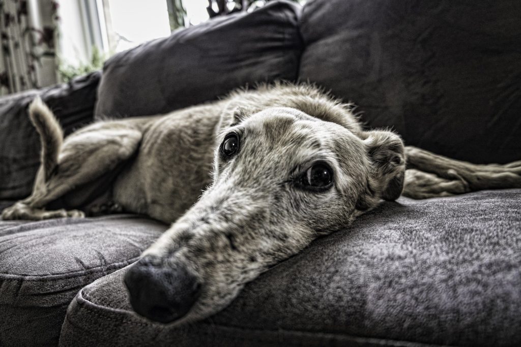 Glucosamine for dogs