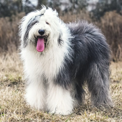Fluffy Dog Breeds: All the Poofiness You Can Handle