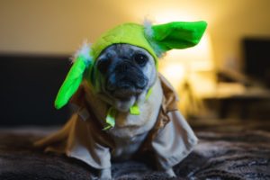 Dog Baby Yoda costumes are the perfect canine photo ops