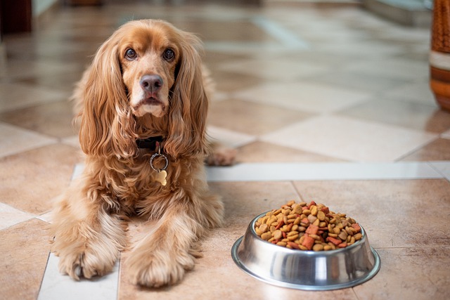 Sensitive Stomach Dog Foods: Meals for 