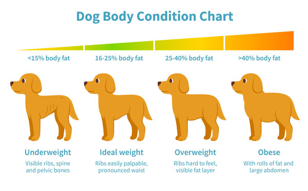 diabetic dog losing weight